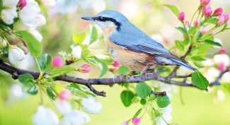 Small-bird-on-tree-branch-with-Spring-blossom