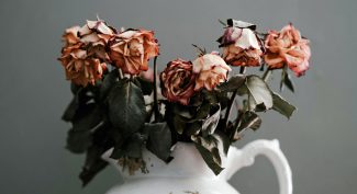 White-pot-jug-filled-with-dying-orange-roses