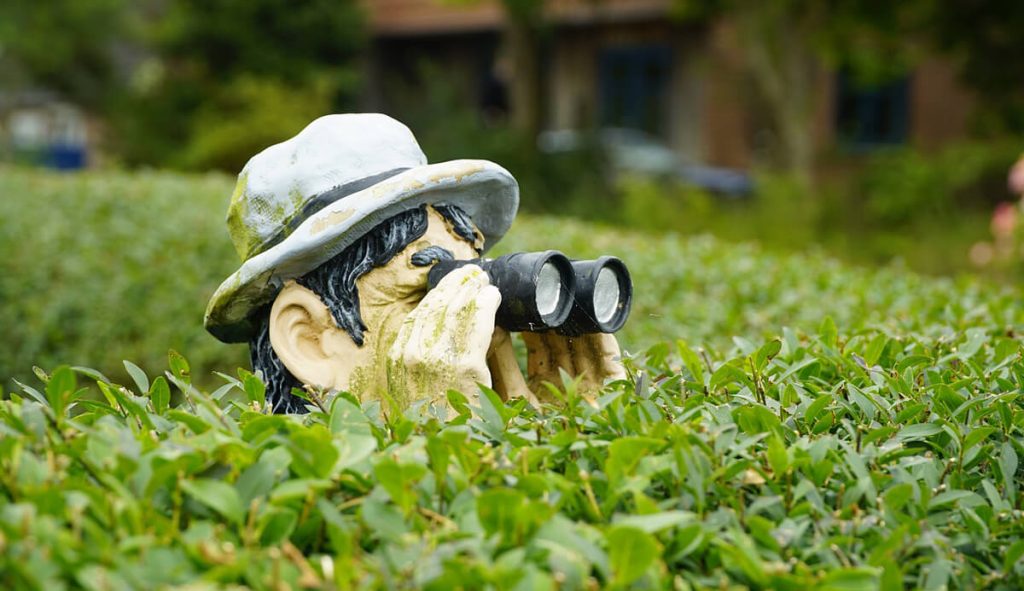 Man-wearing-hat-with-binoculars-peeping-out-of-hedge